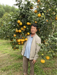 Trang trại cam của CCB Nguyễn Văn Dũng đến mùa thu hoạch ước đạt 80 tấn
