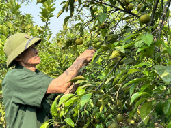 CCB Trần văn Phượng trồng hơn 200 gốc quýt PQ đang vào mùa thu hoạch