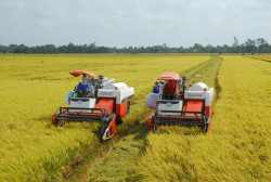 Nông dân xã Công Thành, huyện Yên Thành (Nghệ An) đưa máy gặt đập liên hoàn vào thu hoạch lúa xuân nhanh gọn.