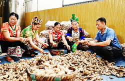 Đ/c Nguyễn Văn Luân, giám dốc HTX dịch vụ NN&TTCN Hương Sơn (bên phải) kiểm tra chất lượng gừng tại phân xưởng chế biến.
