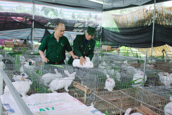 CCB Trương Công Báo (người đội mũ) đang hướng dẫn cách chăm sóc thỏ.