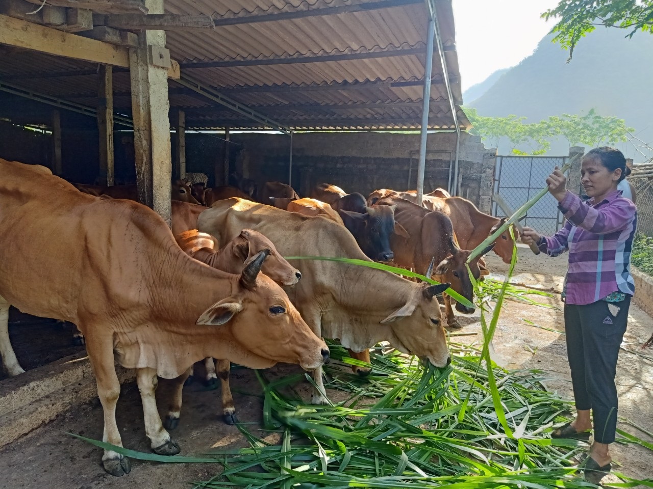 Chị Hà, xóm Quang Hưng, xã Châu Quang đang chăm đàn bò cỏ 40 con, thu nhập mỗi năm trên dưới 100 triệu đồng.