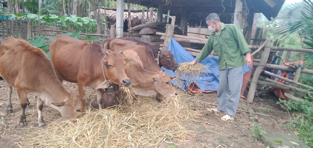 CCB Lữ Đình Thu chăm sóc đàn bò của gia đình