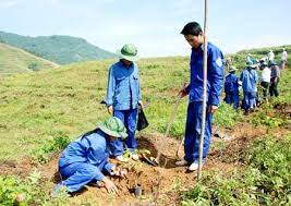 Nhiều hộ CCB xã Diễn Phú, huyện Diễn Châu (Nghệ An) gương mẫu đi đầu trồng rừng, xóa đói giảm nghèo