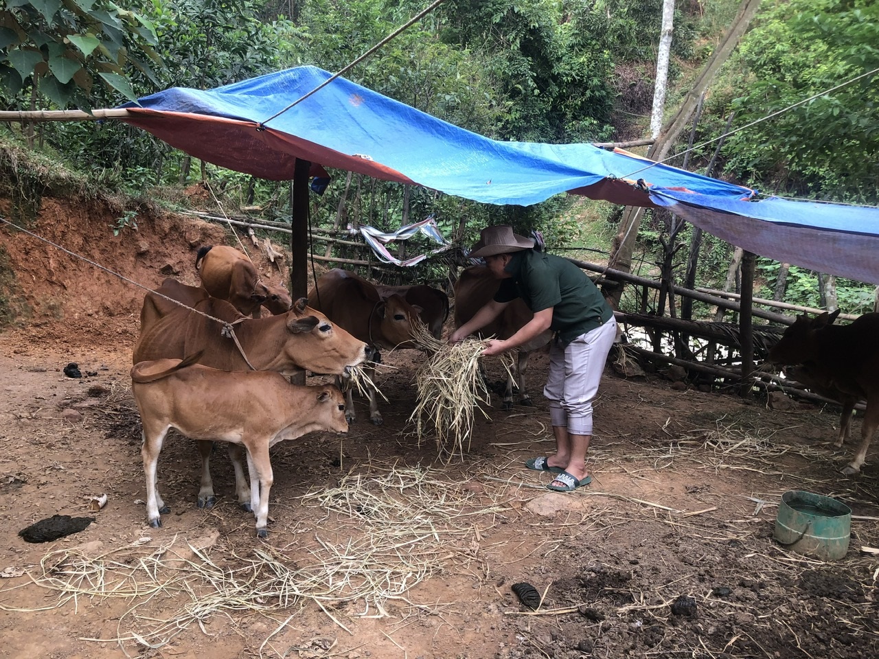 Hộ vay Vi Đức Chú, cựu chiến binh xóm Đồng Minh xã Châu Thái có mô hình chăn nuôi với 6 con bò sinh sản và hơn 5ha keo cho thu nhập trên 150 triệu đồng/năm