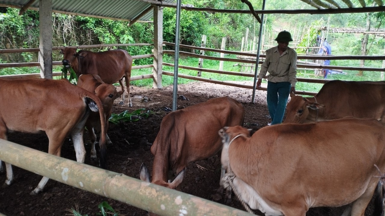 CCB Bùi Giang Nam chăm sóc đàn bò trong trang trai của gia đình ông