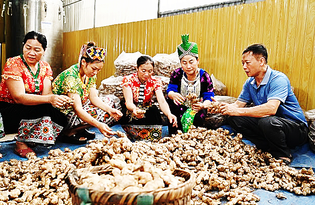 Đ/c Nguyễn Văn Luân, giám dốc HTX dịch vụ NN&TTCN Hương Sơn (bên phải) kiểm tra chất lượng gừng tại phân xưởng chế biến.
