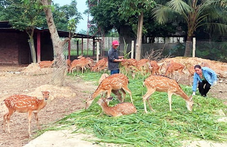 Nuôi hươu lấy lộc nhung giúp cho hàng trăm hộ làm giàu ở xã Diễn Hùng Diễn Châu (Nghệ An)