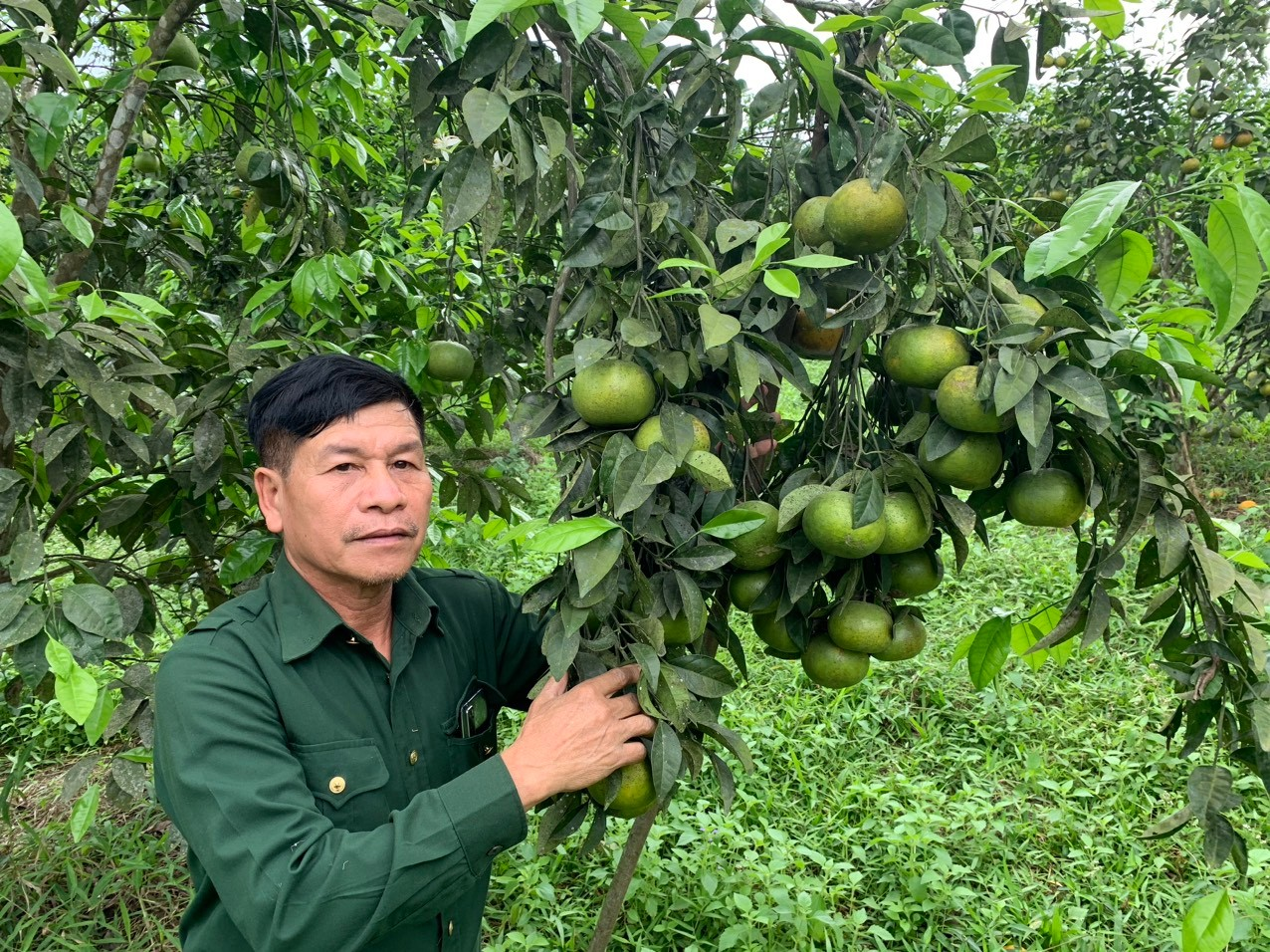 Giống Quýt PQ cho năng suất sản lượng cao đã giúp gia đình cựu chiến binh Võ Văn Kỷ có thu nhập ổn định.